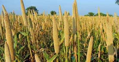 Le Niger produit environ 7 millions de tonnes de mil par an